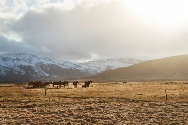 Pastoreo de caballos en Islandia —  Fotos de Stock