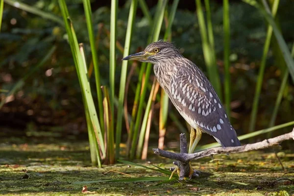 Kuş, genç siyah taçlı balıkçıl gölde balık tutuyor.