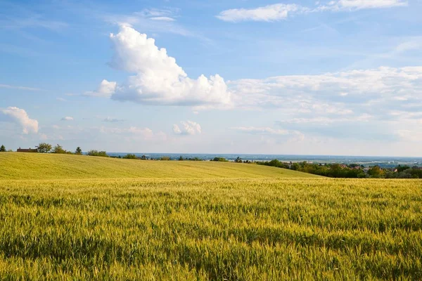Paysage des champs de blé — Photo