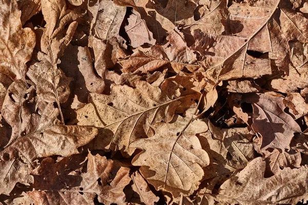 秋の紅葉 — ストック写真