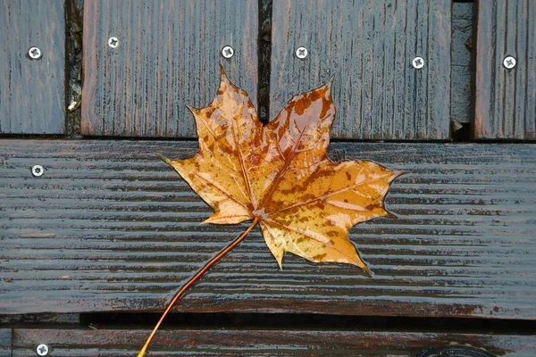 Fallen Leaf closeup — Stock Photo, Image