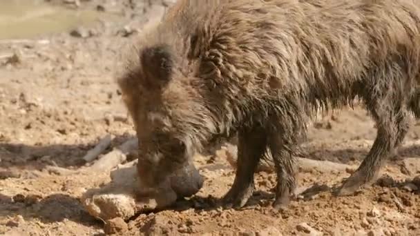 Wilde zwijnen in het bos — Stockvideo