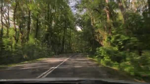 Besturen van een auto, bomen langs de weg — Stockvideo