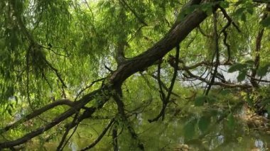 Ağaçları ile küçük bir göl