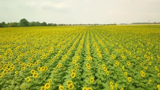 Campo de girassol drone tiro — Vídeo de Stock