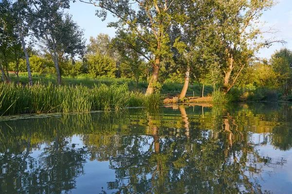 Ağaçlı su yüzeyi — Stok fotoğraf