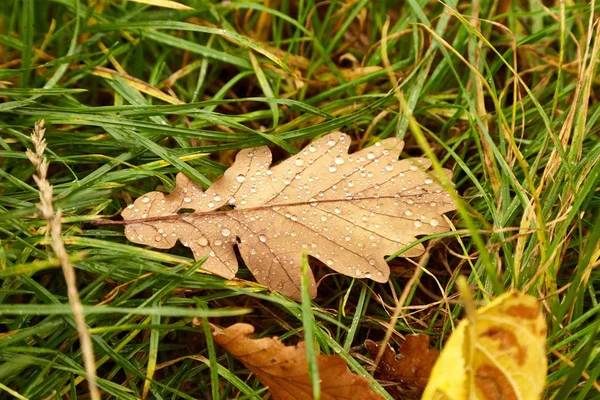 地面に落ちた葉 — ストック写真