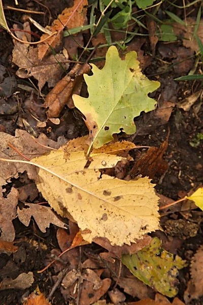 Fallen autumn leaves — Stock Photo, Image