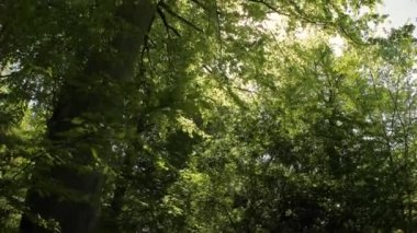 Yeşil yaprakları ve güneş ışığı vertigo