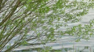 Ağaçları ile küçük bir göl