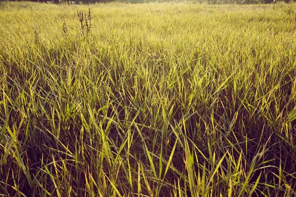 Campo de relva verde — Fotografia de Stock