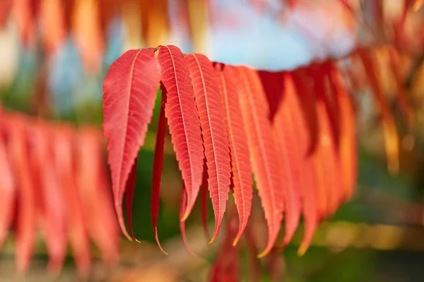 Листья осени — стоковое фото