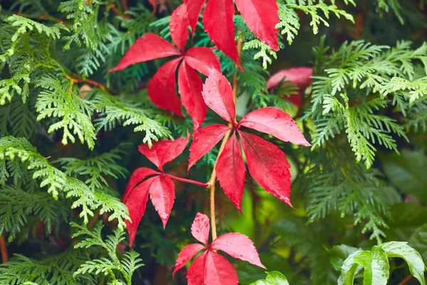 Κόκκινα φύλλα αναρριχητικού φυτού — Φωτογραφία Αρχείου