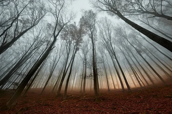 Herbstlicher Waldnebel — Stockfoto