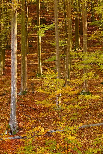 Herfst bos zon — Stockfoto