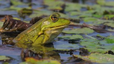 Bataklık Kurbağası Soluması