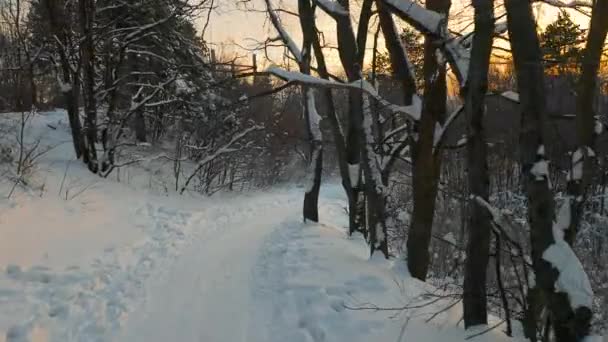Zimą drogi leśnej — Wideo stockowe