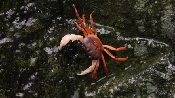 Cangrejo japonés de agua dulce — Vídeo de stock