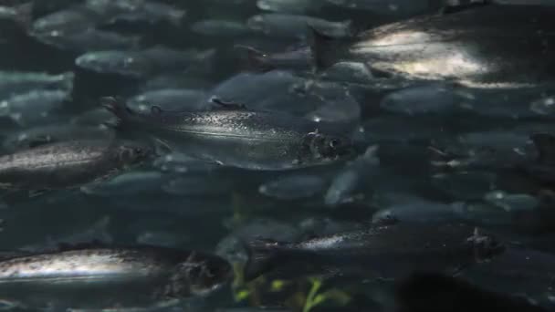 Masu multitud de salmones — Vídeo de stock