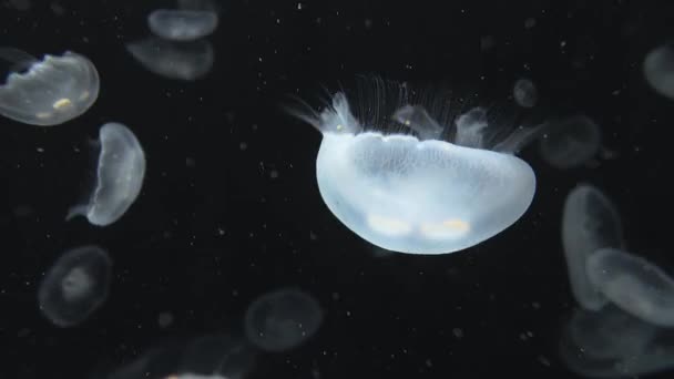 Медузы дрейфуют — стоковое видео