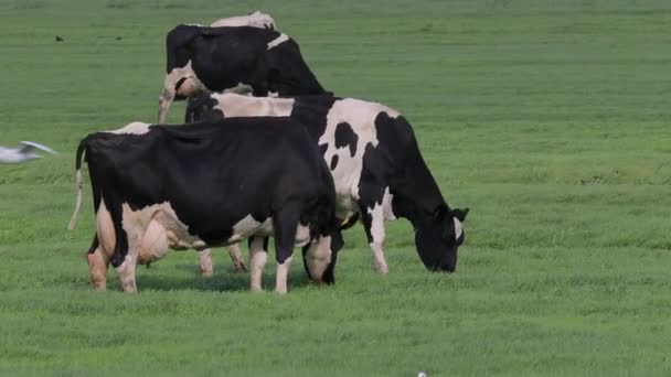 Vacas en una granja — Vídeo de stock