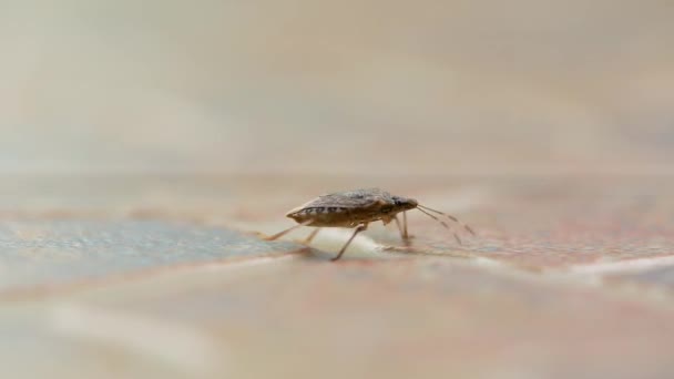 Insectos fedorentos — Vídeo de Stock