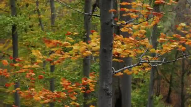 Herbstblätter im stürmischen Wind — Stockvideo