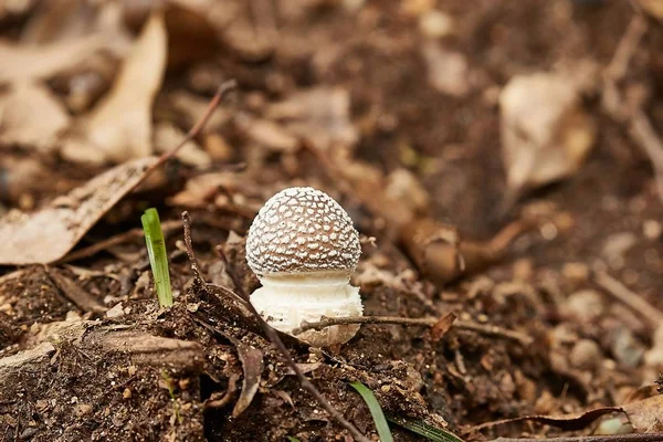 Cogumelo crescendo em uma floresta — Fotografia de Stock