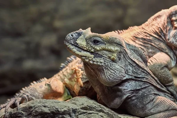 Posición de reposo de iguana — Foto de Stock
