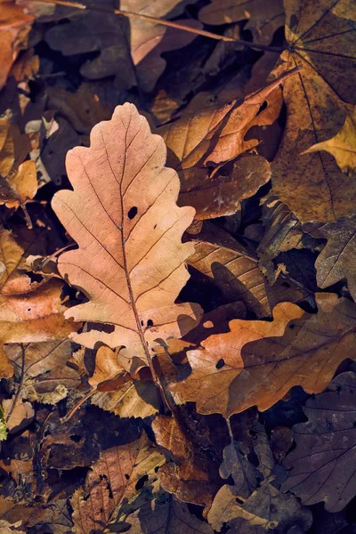 Falne høstblader – stockfoto