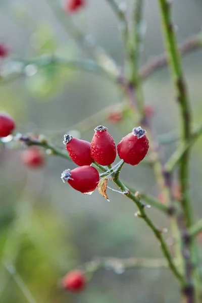 Rosehips herb closeup — Stock Photo, Image