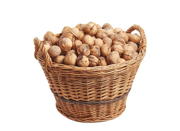 Collecting walnuts in a basket — Stock Photo, Image