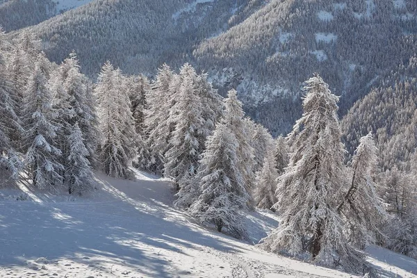 Winterlandschap met bomen — Stockfoto