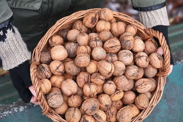 Збирання волоських горіхів у кошику — стокове фото