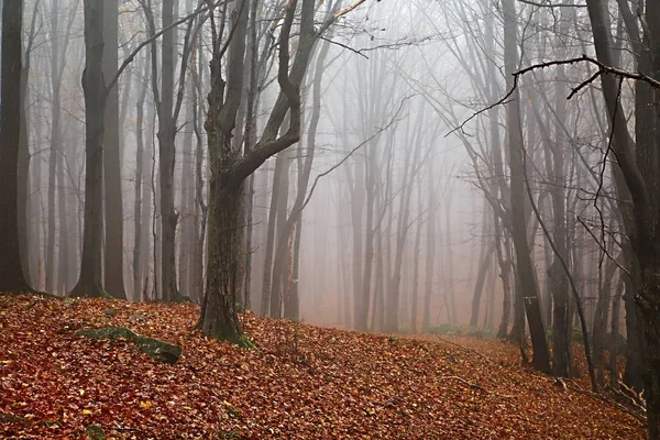 Autumn Forest Fog — Stock Photo, Image