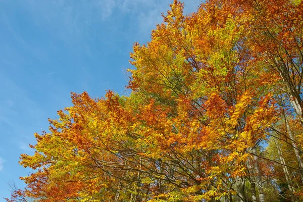Sonbahar ağacı yaprakları — Stok fotoğraf