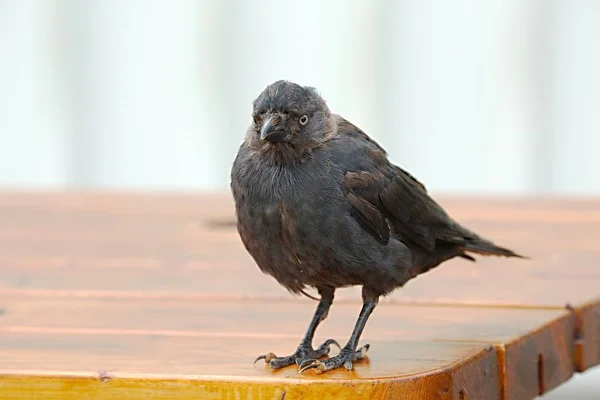 Jeune corbeau sur une table — Photo