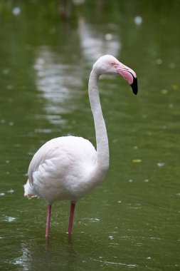 Flamingo ayakta su