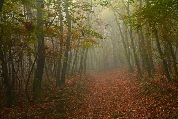 Caminho florestal na névoa — Fotografia de Stock