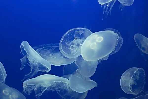 Jellyfish Drifting Background — Stock Photo, Image