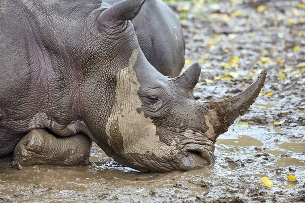 Носорог в грязи — стоковое фото