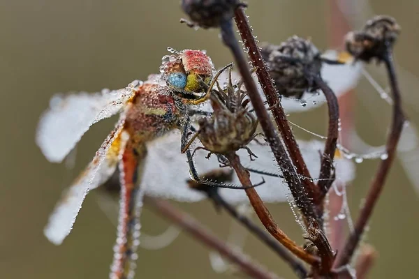 Libélula com gotas de água por toda parte — Fotografia de Stock