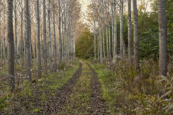 Lasów posadzonych jesienią — Zdjęcie stockowe