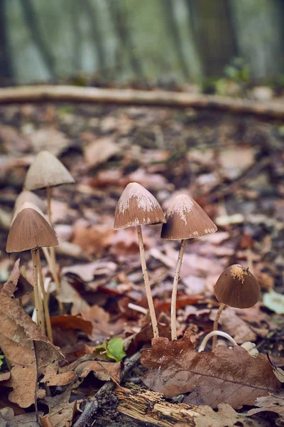 生长在森林中的蘑菇 — 图库照片