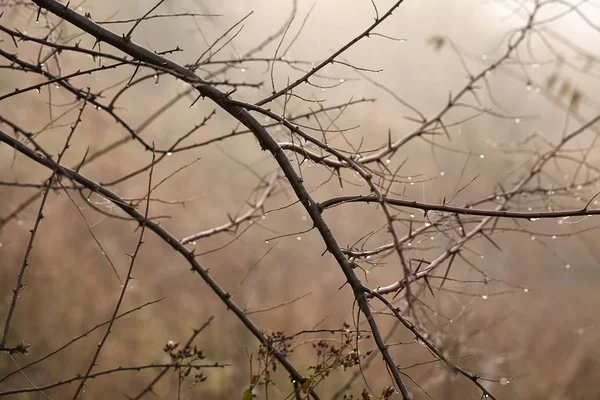 Takken in de mist — Stockfoto