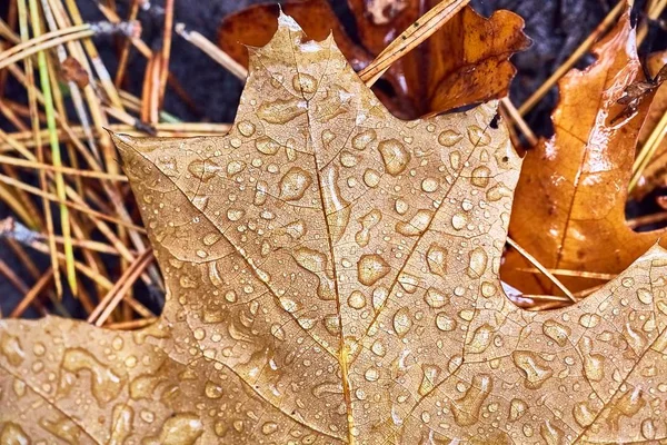 Gevallen herfstbladeren — Stockfoto