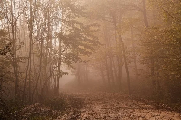 Lesní cesta v mlze — Stock fotografie