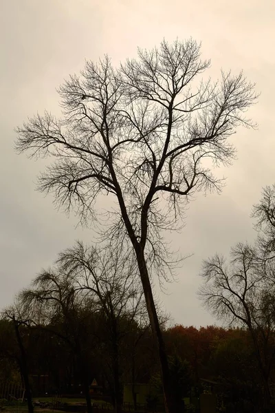 Κλαδιά δένδρων — Φωτογραφία Αρχείου
