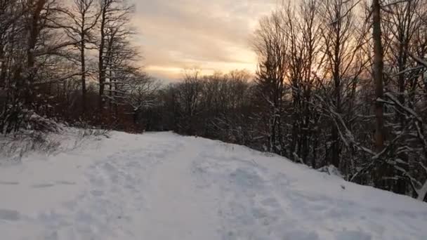 Camino del bosque de invierno — Vídeos de Stock