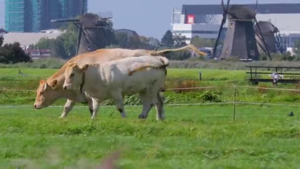 Vaca em uma fazenda — Vídeo de Stock